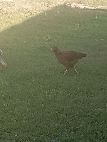 Куры, петухи: Продаю | Куры | Для разведения — 6