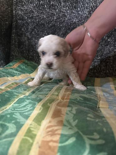 İtlər: Pudel, 1 ay, Dişi -da lalafo.az — 8 İtlər: Pudel, 1 ay, Dişi — 8