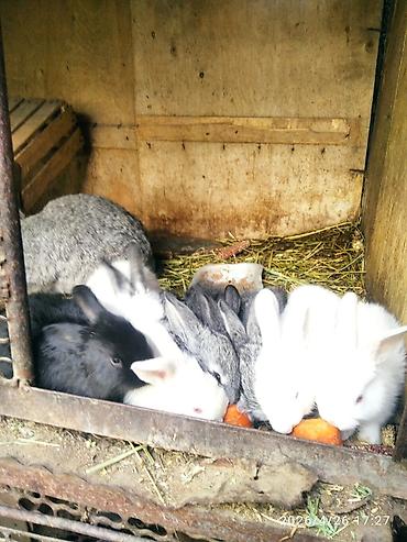 Кролики: Продаю | Крольчата — 7
