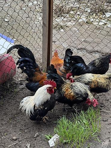 Куры, петухи: Продаю | Куры, Петух | Для разведения — 12