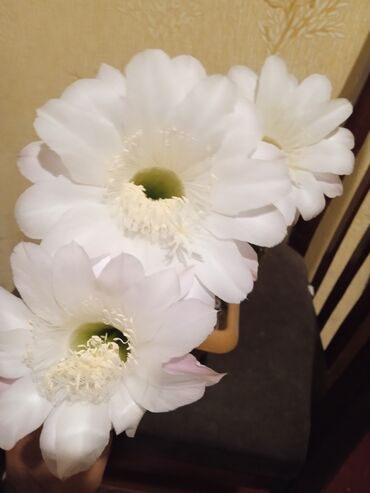 Toxumlar: Растения на заказ и в продаже кому интересно пишите -da lalafo.az — 9 Toxumlar: Растения на заказ и в продаже кому интересно пишите — 9