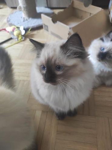 Mačke: Ragdoll mačići – blue point rođeni 02.04. - Prelepi ragdoll mačići sa — 10