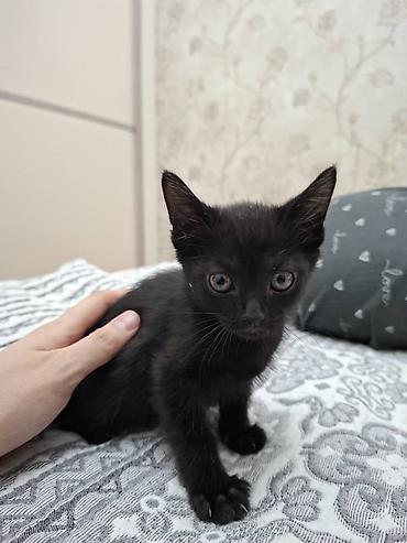 Мышыктар: Котята домашние, разного окраса: - Полосато-белый котёнок с короткими — 6