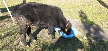 рабочая виза в корею для граждан кыргызстана 2018: Продаю | Бык (самец) | Ангус | На откорм, Для разведения