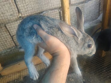 ereb dovşanı: Salyanda 4 ədəd dovşan satıram. Hamısını birdən verirəm. İstəyən əlaqə