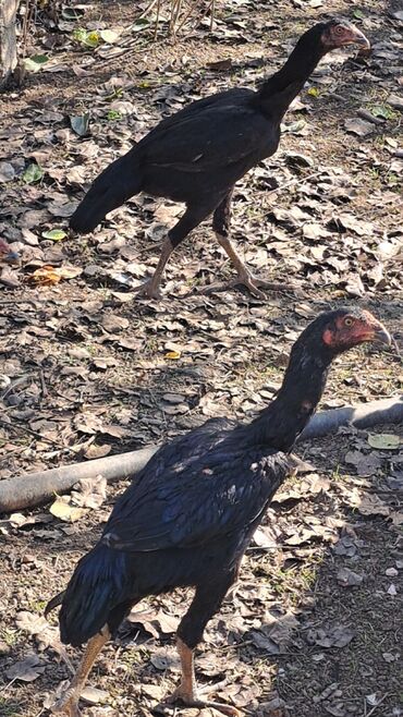 возьму котенка бесплатно: Heyratı 4-aylıq 4-ədədi 2-fərə 2-xoruz 1-fərə 1-xoruz daş pipikdi