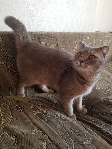 котята в добрые руки: Britan yastı qulaq, Erkək, Dişi, Ünvandan götürmə