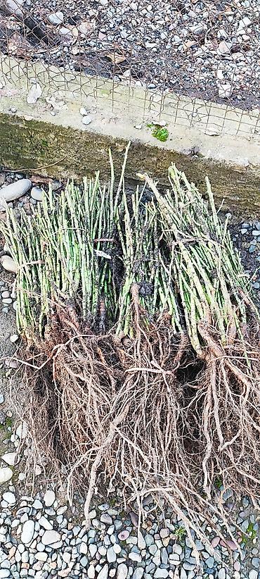 Роза: Саженцы садовых роз (кустарниковые/чайно-гибридные, флорибунда) — — 5