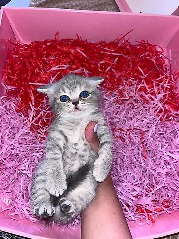Кошки: Шотландская вислоухая — 3