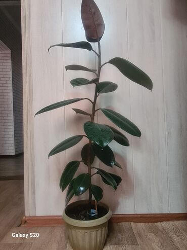 Фикусы: Предлагается фикус каучуконосный (Ficus Elastica) в горшке. Это at lalafo.kg Фикусы: Предлагается фикус каучуконосный (Ficus Elastica) в горшке. Это