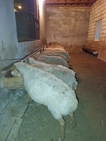 tap.az inekler: Qoca qoyunlardi bogazdilar yem heyvanlaridi kök heyvanlardi