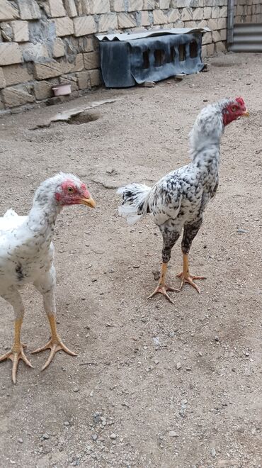 Toyuqlar: Toyuq, Damazlıq, Ünvandan götürmə — 9