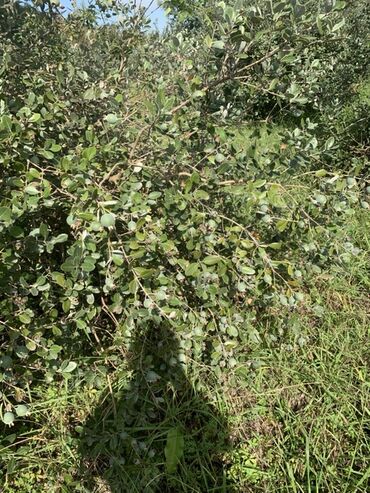 Torpaq sahələrinin satışı: 70 sot, Kənd təsərrüfatı, Bələdiyyə, Texniki pasport — 12