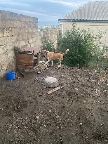it bazar: Kanqal, 6 ay, Dişi, Ünvandan götürmə — 7