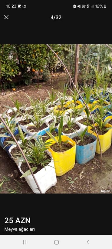 Tinglər: Müxtəlif dekorativ və meyvə ağaclarının tingləri. • Xurma-narıngi — 5