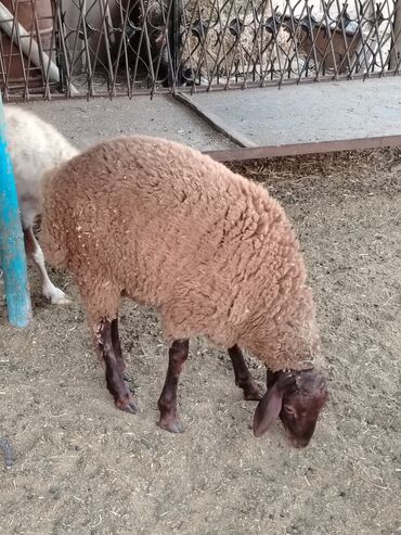 Gəmiricilər: Erkək quzu satılır. Təmiz əti 13,14 kilo gələr. Unvan Maştağa qəsəbəsi