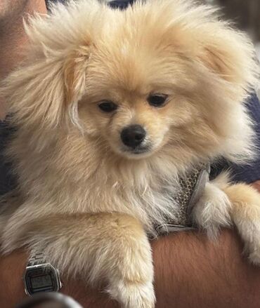 стрижка собак на дому: Tecili satilir.Baxa bilmirik vaxt olmur . tek qalir. Cins: Pomeranian