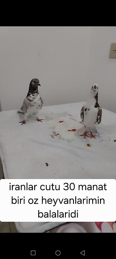 Göyərçinlər: Məhsul: göyərçinlər - Erkək “goy boyun” göyərçin – tutulma. Ağ — 19