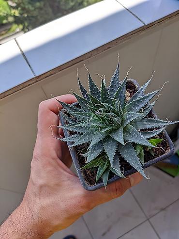 алоэ гулу: Aloe Aristata. Tək 3 manat. 2 və daha çox 2.50. 1-2 aylıqdılar. Böyük — 4