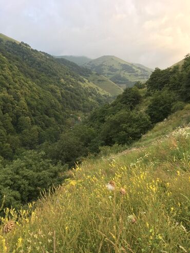 Bal: Kəlbəcər balı – dağ-çiçək və yaylaq balı, həmçinin çökə (linden) balı -da lalafo.az — 16 Bal: Kəlbəcər balı – dağ-çiçək və yaylaq balı, həmçinin çökə (linden) balı — 16