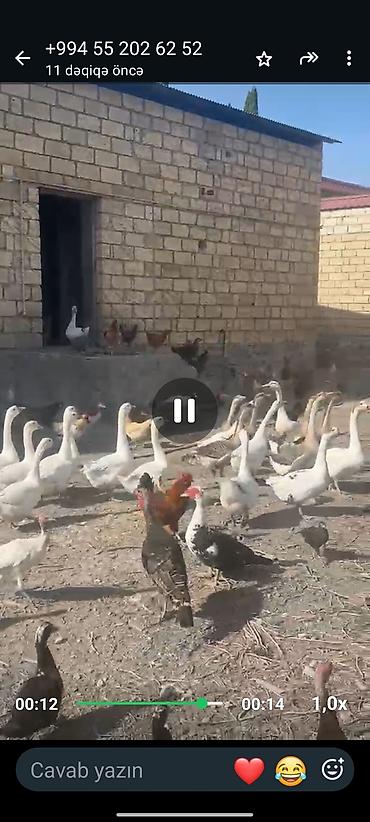 cuce satilir: 20ədəd.Qaz satılır.Fevral ayının qazlaridi.Tam saglam — 4