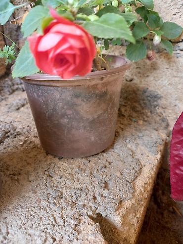 pelarqoniya bitkisi: Saksıda “Impatiens” (balzam/yenibahar) dekorativ çiçək bitkisi - Növ — 2
