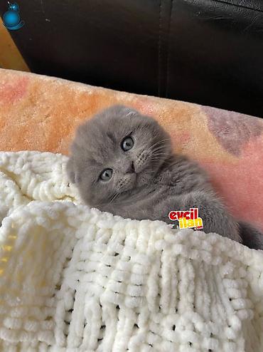 Pişiklər: Şotland yastı qulaq, Erkək, Dişi, Yaxşı əllərə, Ünvandan götürmə, Pulsuz çatdırılma, Ödənişli çatdırılma — 4