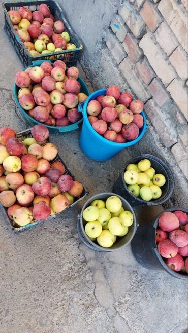 алма голден: Яблоки. Сладкие яблоки. Продам яблоки. Продаю яблоки из своего сада