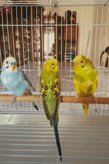 бойные голуби продажа: Продаются волнистые попугаи Ищем добрые руки для наших замечательных