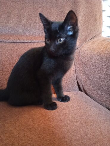 возьму собаку в хорошие руки: Pişiklər lalafo.az -da возьму собаку в хорошие руки: Pişiklər