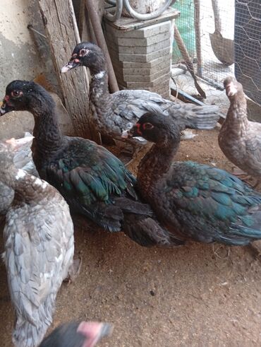 Digər heyvanlar: Salam şəkildə gördüyüvüz heyvanlar satılır 5 dənədi 2 erkək 3 dişidi — 4