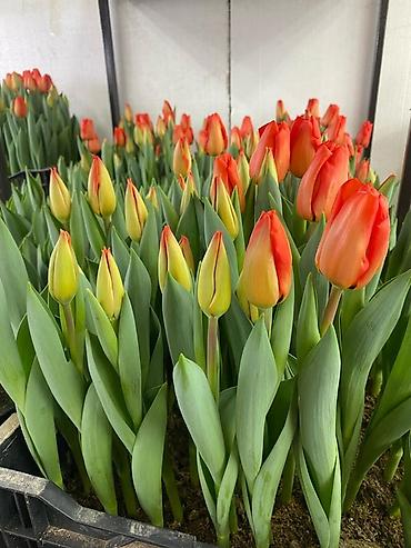 Цветы и букеты: ТЮЛЬПАНЫ ТЮЛЬПАНЫ ТЮЛЬПАНЫ на 8 марта. Бронь - Палитра: ярко‑желтые — 5