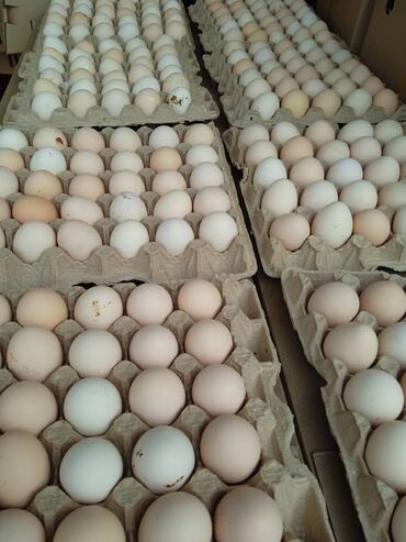 Молочные продукты и яйца: Яйца местного пчице фабрика цена договорная зависимости от объема