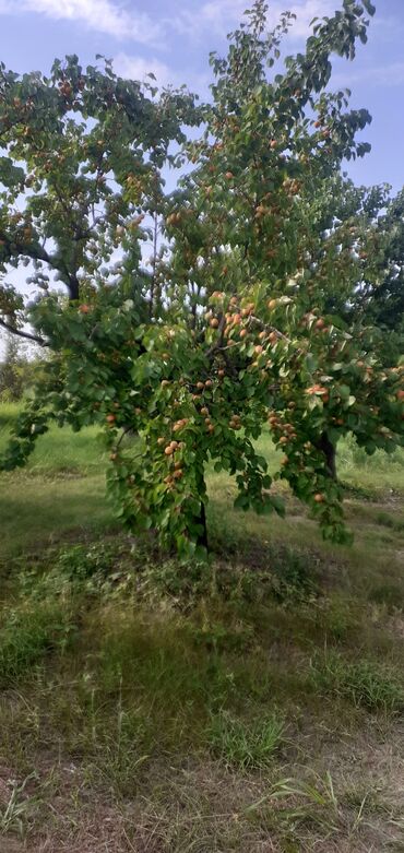 Meyvə və giləmeyvə: Məhsul: Ərik bağı – yetişmiş ərik meyvələri Təsvir: - Şəkillərdə — 5