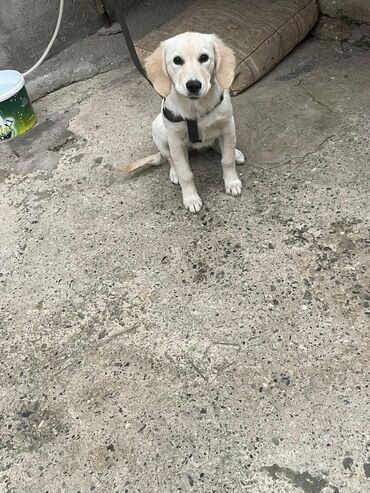 собаки на заказ: Retriever, 3 ay, Erkek, Peyvəndli, Ünvandan götürmə, Ödənişli çatdırılma