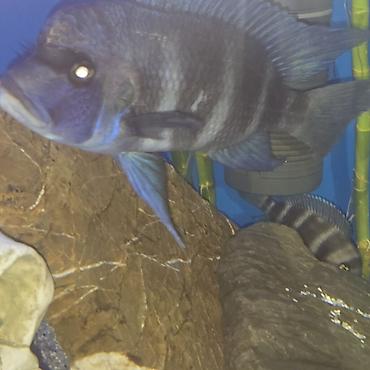 heyvan yemleri: Akvarium üçün Afrika siklidi – Frontosa (Cyphotilapia frontosa) - — 2