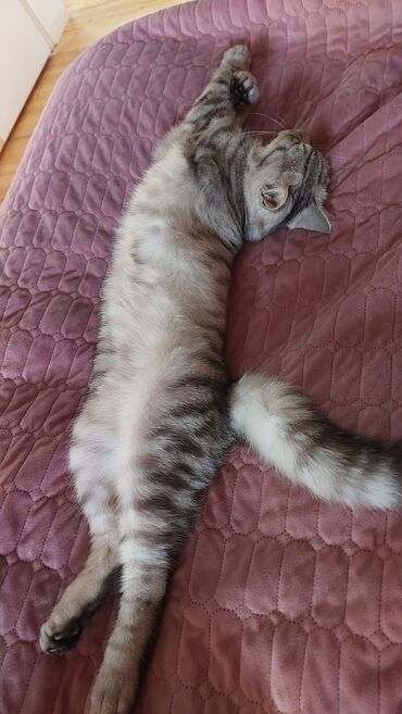отдам котят в добрые руки: Şinşilla, Dişi, Yaxşı əllərə, Ünvandan götürmə, Ödənişli çatdırılma