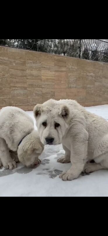 İtlər: Alabay — 2