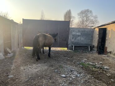 Лошади, кони: Продаю | Кобыла (самка) | Для разведения | Племенные — 9