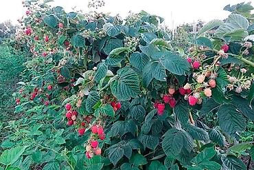 Малина: Малина ремонтантная (сорт — 1