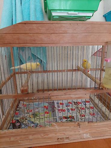 bulbul quşu satışı: Bülbülerl satlılir tek erkekler 90 azn cütlər 150azn quşların — 5