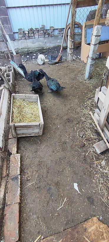 Другие с/х животные: Селезни самцы Мускусные утки (3 шт), черного окраса.1 штук 1700 с - — 9