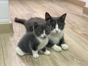шотландская прямоухая кошка: Кошка даром: Беспородная, Девочка