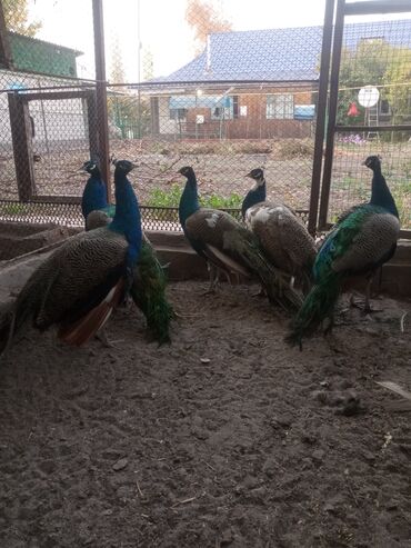 где купить инкубационное яйцо породистых кур: Продаю взрослых павлинов