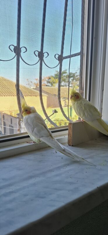 продажа птиц в баку: Məhsul: Hazır cüt Lutino korella tutuquşu(cockatiel) + iri qəfəs