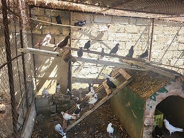 quşlar göyərçin: Tutulma goyercinlerdi coxsu - Bir təsərrüfat qəfəsində saxlanılan — 1