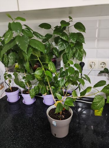 климатис цветы: Продается китайские розы 
по 350 сом