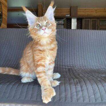 Cute mainecoon kittens available. 11 weeks now. Purebred, healthy and