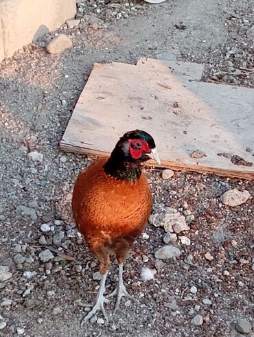 Digər quşlar: Esil Qafqaz qirqovulu tek xoruz 200azn unvan Gence basqa nov — 7