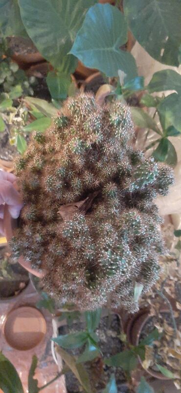 Otaq bitkiləri: Hazir qabda ekilmiş, boyuk ölcude kaktus bitkisi, sağlam ev şeraitin — 7